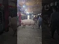 Download Lagu carefully bro😱🇰🇷#viral#pig#shortvideo #shorts#short#shortsfeed#subscribe#pigsisbeautiful#video