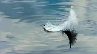 الدنيا ريشة في هوا محمد منير ياما الحياه فيها 