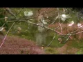 Zen Garden - Spiritual Oasis - No Music, Nature Sounds Only