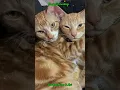 Lagu Season’s Greetings ⭐️ Love from Nemo \u0026 Kai 🐈🧡😻🐾🫶‼️ #viral