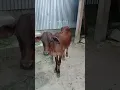 Download Lagu cow #sound #animals #like