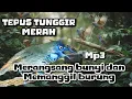 Download Lagu Burung TEPUS TUNGGIR MERAH mp3 untuk merangsang bunyi dan memanggil 