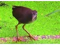 Download Lagu White-breasted Waterhen Bird Video