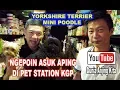 Download Lagu Anjing Yorkshire \u0026 Mini Poodlenya Asuk Aping Cute Bingitzzz!!!