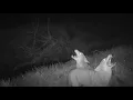 Coyote Pack Barking Howling - Irving TX