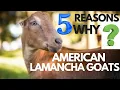 5 Reasons Why American Lamancha Goats Are the PERFECT Dairy Choice