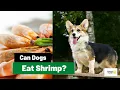 Can Dogs Eat Shrimp All You Need to Know