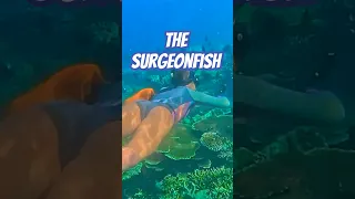 The Surgeonfish Beautiful but Very Dangerous!
