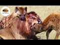 Download Lagu Wild Zambia: The Battle for the Throne Between Lions and Hyenas #wildanimals | Wild Lives