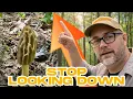 How to Actually Find Morels East of the Rockies The MycoView with MycoGeeky