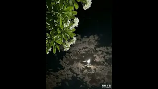 كشوق الليالي لضوء القمر أناشيد  كشوق الليالي لضوء القمر أناشيد