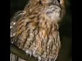 Download Lagu Mendengar Suara Burung Hantu Bikin Merinding.