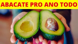 COMO CONGELAR ABACATE MADURO PARA NÃO FICAR PRETO E NÃO ESTRAGAR 🥑 [DURA MESES]