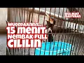 Jalak suren gacor Full Cililinan 15 menit