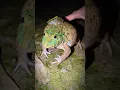 Lagu Catching frogs funny viral | funny video frog | Ting Ting frogs funny