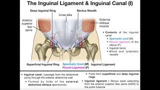 Anatomy The Inguinal Ligament Inguinal Canal