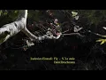 Ludovico Einaudi : Fly  -  V. Le onde