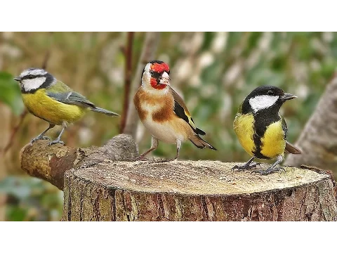 Download MP3 Suara Burung Spektakuler : Suara Burung Pagi