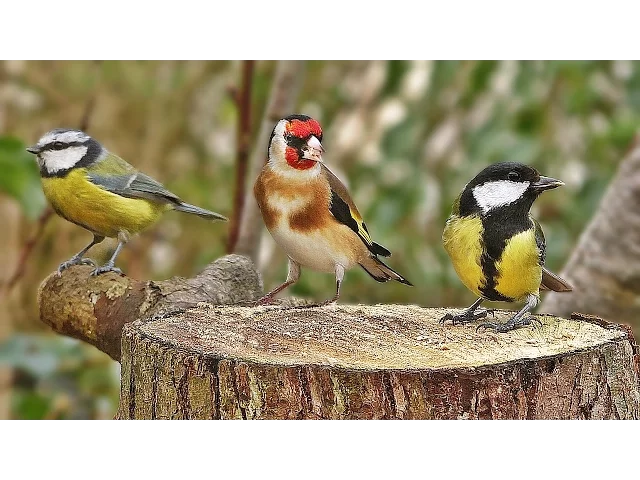 Download MP3 Bird Sounds Spectacular : Morning Bird Sound
