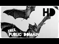 19TH CENTURY BAT ILLUSTRATIONS Free Stock Footage