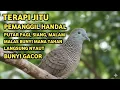Download Lagu Perkutut Lokal Gacor Suara Super Kristal - Pancingan Malas Bunyi  (99%AMPUH BANGET)