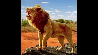 صوت الأسد   زئير الأسد             دندنها