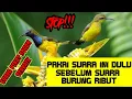 Download Lagu suara pikat burung sogok ontong sriganti terbaik paling manjur dan anti zonk