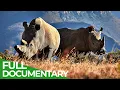 Download Lagu Saving the Wild | Part 2: Rhinos | Free Documentary Nature
