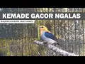 Download Lagu SUARA CIT KERES GACOR DOR ‼️ Masteran \u0026 Pancingan Burung CABE Kemade BAHAN Agar Cepat Bunyi NGALAS