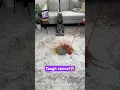 Download Lagu Make carpet cleaning easy with the FIRST cordless carpet cleaner, ONEPWR SmartWash #satisfyingvideo
