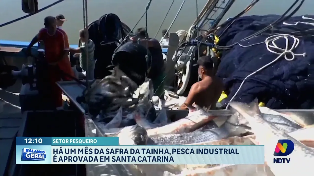 Confirmada a Festa do Peixe para este ano, o governo do estado libera pesca da tainha industrial