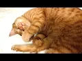 Cute Cat Juno Twitching While Sleeping