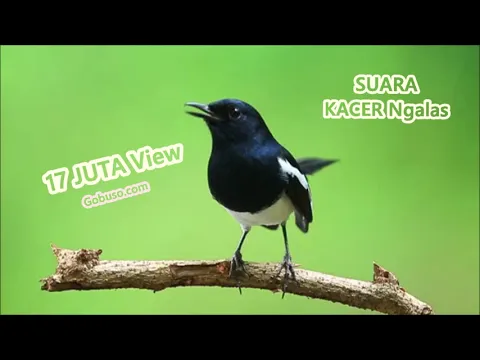 Download MP3 Suara Kacer Mp3 -  Download Kicau Burung Kacer Dada Putih Asli Alam Hutan Api Durasi Panjang!