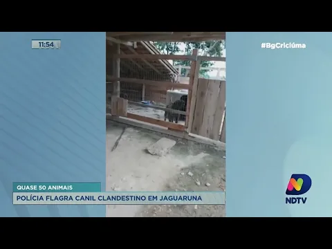 Polícia Civil flagra canil clandestino com mais de 50 cães em Jaguaruna