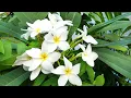 Growing Plumeria in Northern California