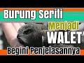 Lagu BURUNG SERITI BERPOTENSI WALET, Jangan Usir Burung Seriti masuk ke rumah anda