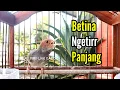 Lagu PRENJAK BETINA [ MASTERAN PRENJAK BETINA Ngetir Panjang Istimewa, Suara Jernih |