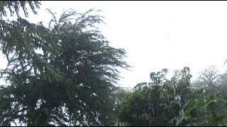 Rain 🌧️ ☔ in my area live