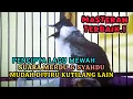 Download Lagu TERBAIK UNTUK MASTERAN KUTILANG GACOR SEJAGAT RAYA - DENGAN LAGU SANTAI MERDU MUDAH DITIRU KUTILANG