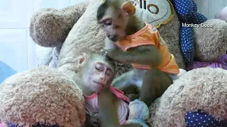 Good Boy Dodo Helps Take Care of Little Mori and Mom!