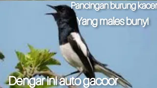 suara pancingan burung kacer gacor memanggil lawan mp3 gratis