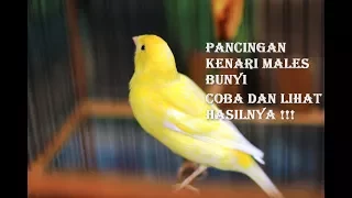 Download Pancingan Kenari Macet Bunyi Biar Gacor MP3
