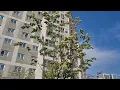 봄바람 휘인 다산동