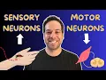 Sensory vs Motor Neurons Made Simple Afferent Efferent Explained Fast