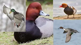 صوت دجاج الماء ابو بسيله جوشم حذاف تدللون 