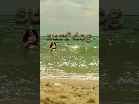 Beautiful Moment | Dog Swims Beach Waves | Summer Beach Life | Roadz Of Life