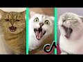 Download Lagu aaaa aaaa aaaa song tiktok cat compilation