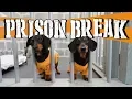 Ep 14 WIENER DOG PRISON BREAK Funny Dogs Escaping Jail