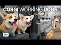 Why those little legs don t stop corgis working on the farm ABC Australia
