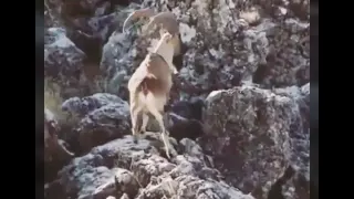 شيلة انا شف بالي تصميمي الرحال وعول صيد بدون 